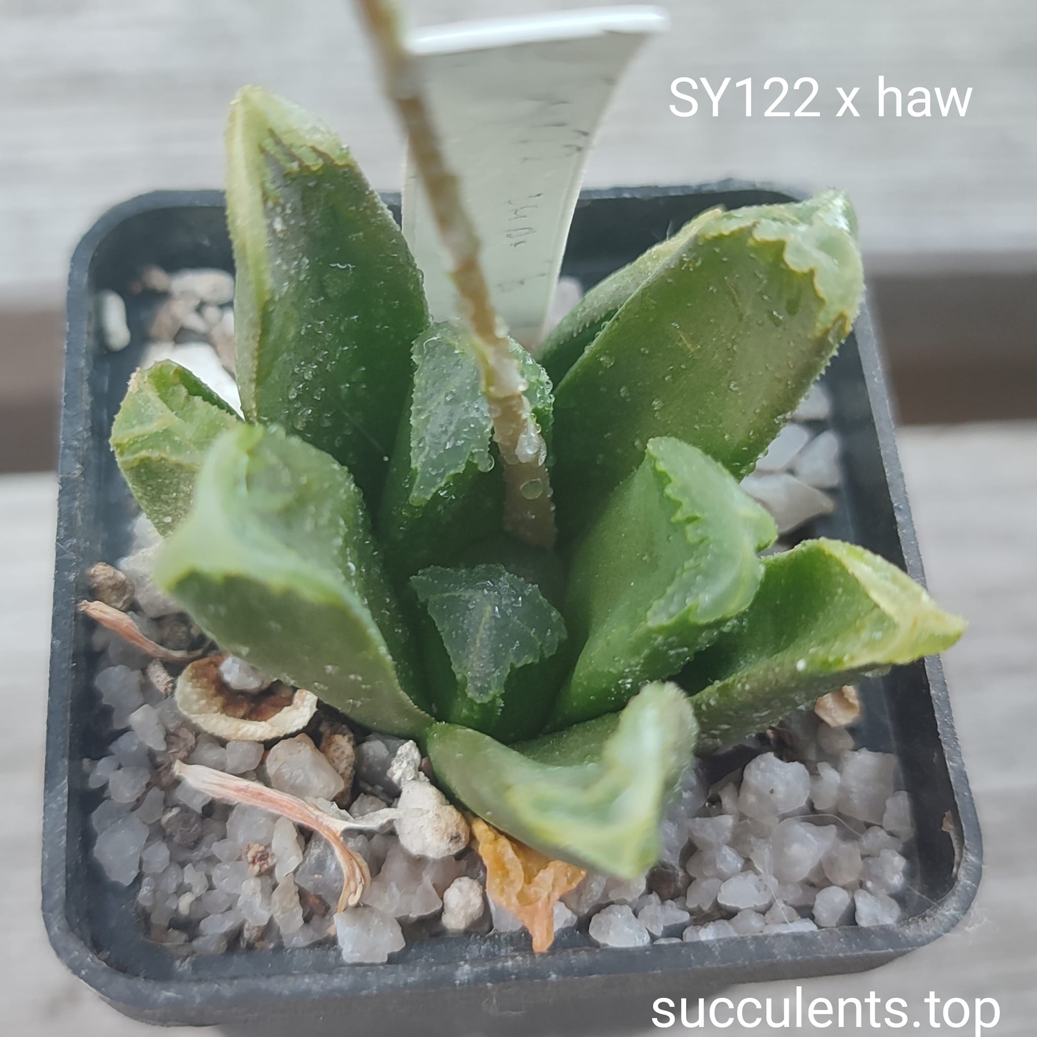 haworthia SY122 maughanii x haw