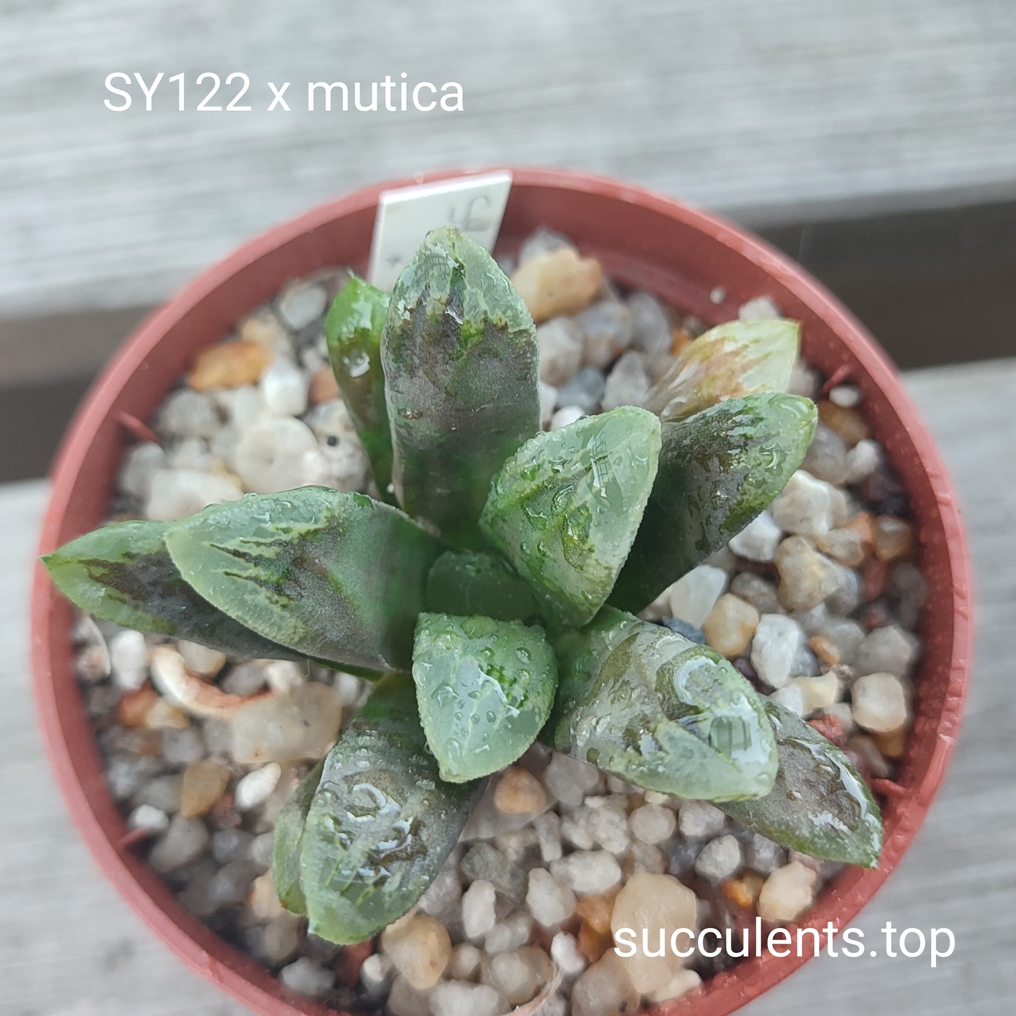 haworthia SY122 maughnanii x haw x mutica