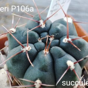 gymnocalycium fischeri P106A