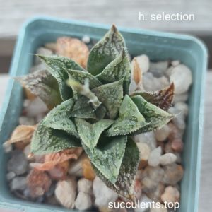 haworthia selection