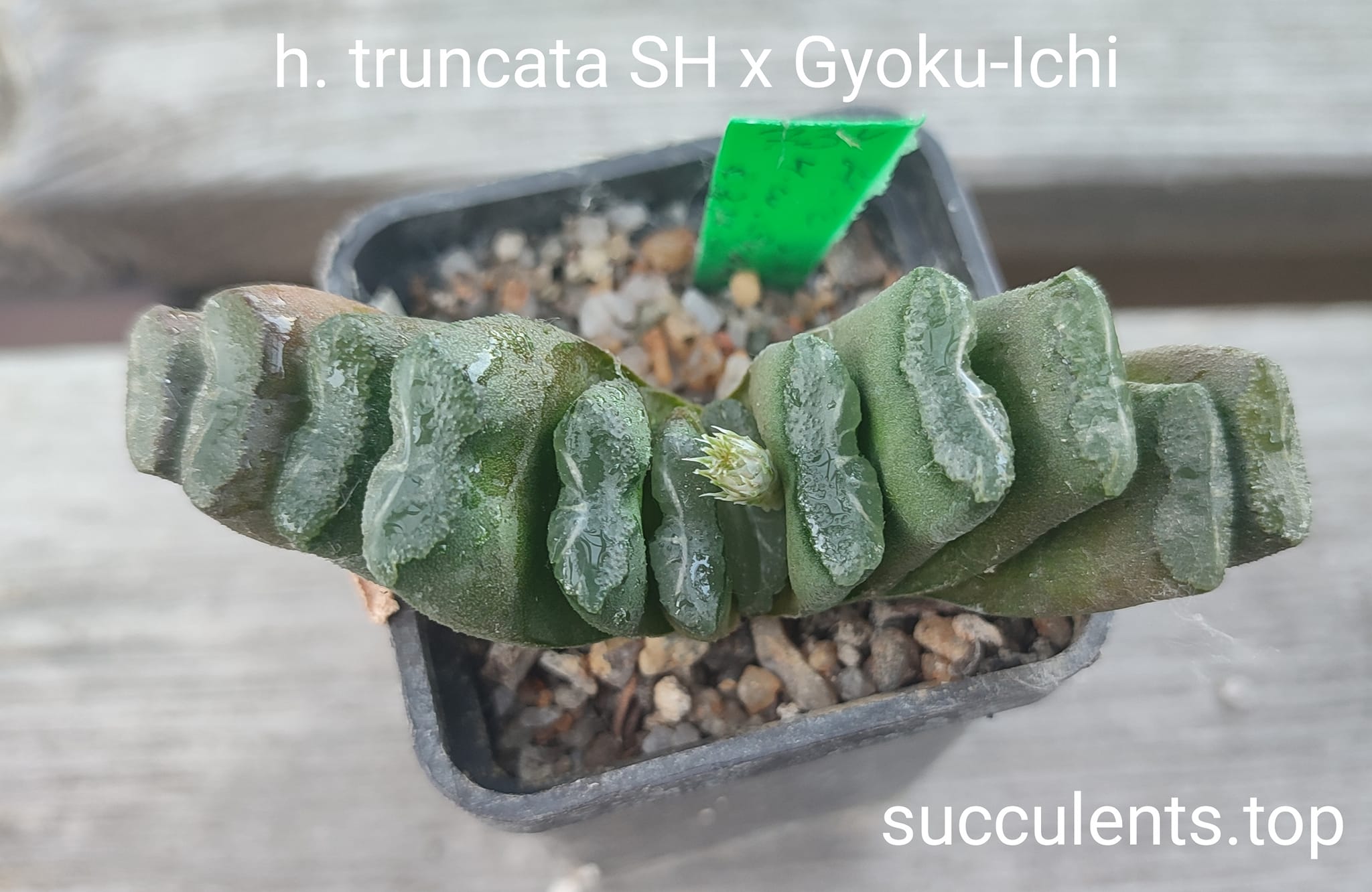 haworthia truncata SH x truncata Gyuku-Ichi
