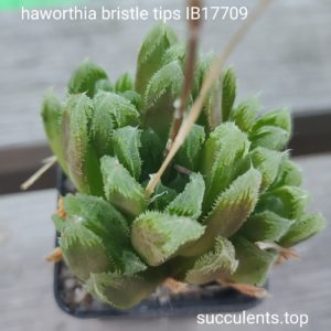 haworthia bristle tips IB17709