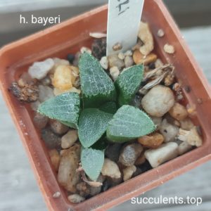 haworthia bayeri