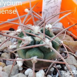 gymnocalycium guanchinense PG133