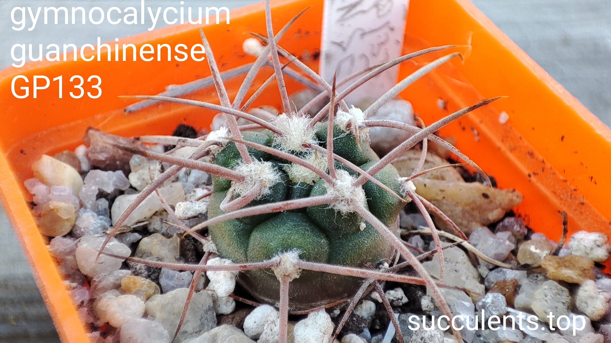 gymnocalycium guanchinense PG133