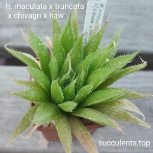 haworthia truncata x maculata x chivagri x haw