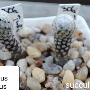 turbinicarpus valdesianus