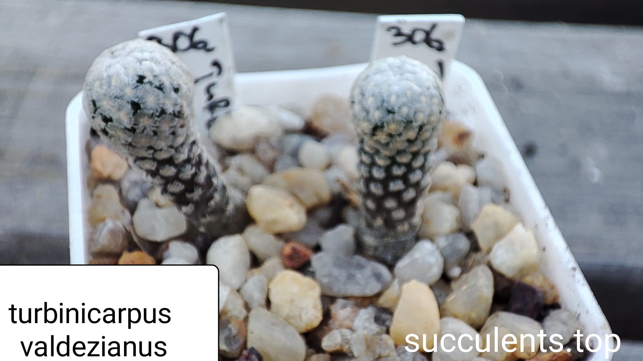 turbinicarpus valdesianus