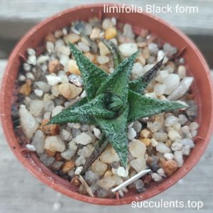 haworthia limifolia black form