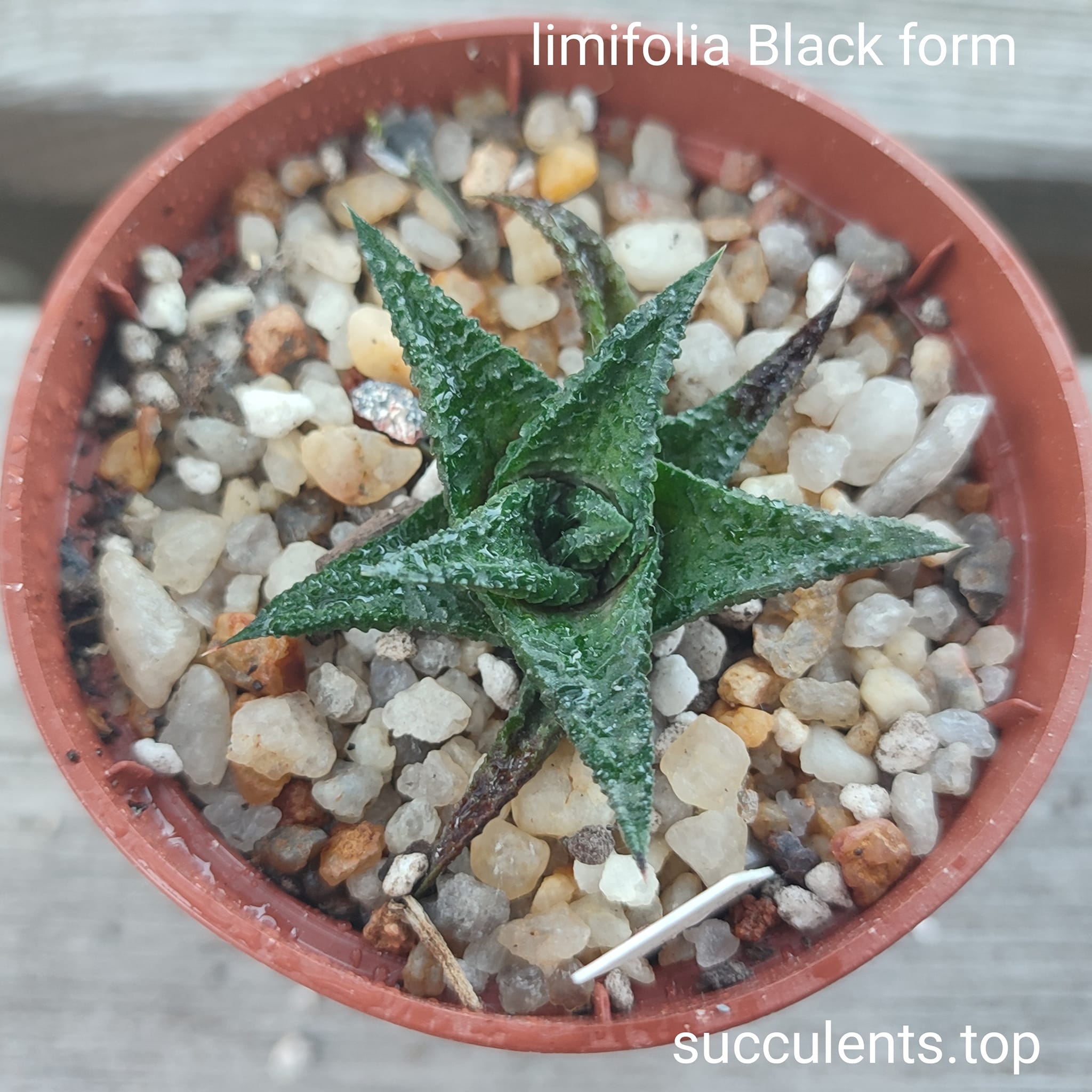 haworthia limifolia black form
