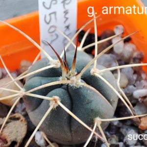 gymnocalycium armatum VS503