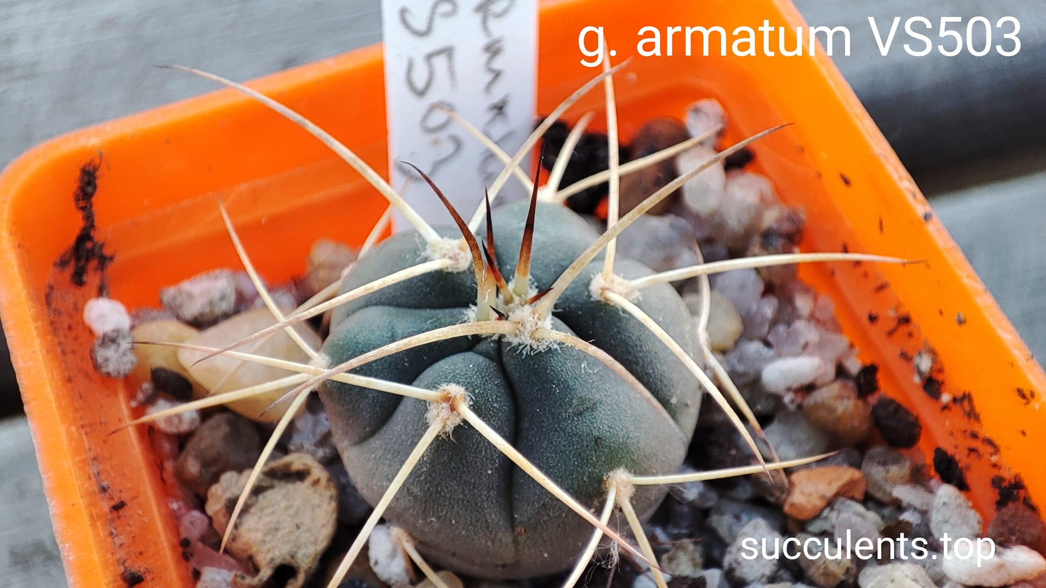 gymnocalycium armatum VS503