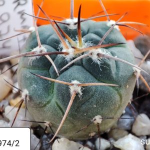 gymnocalycium armatum JO974/2