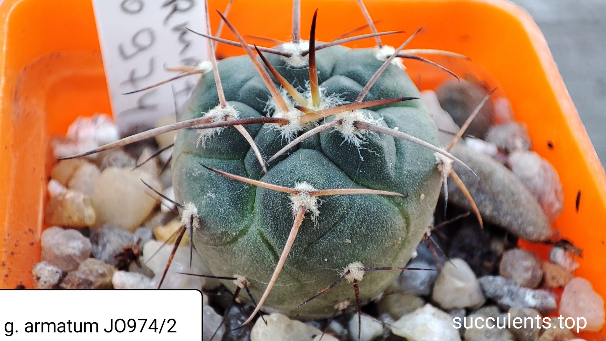 gymnocalycium armatum JO974/2
