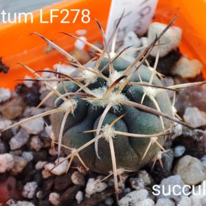 gymnocalycium armatum LF278