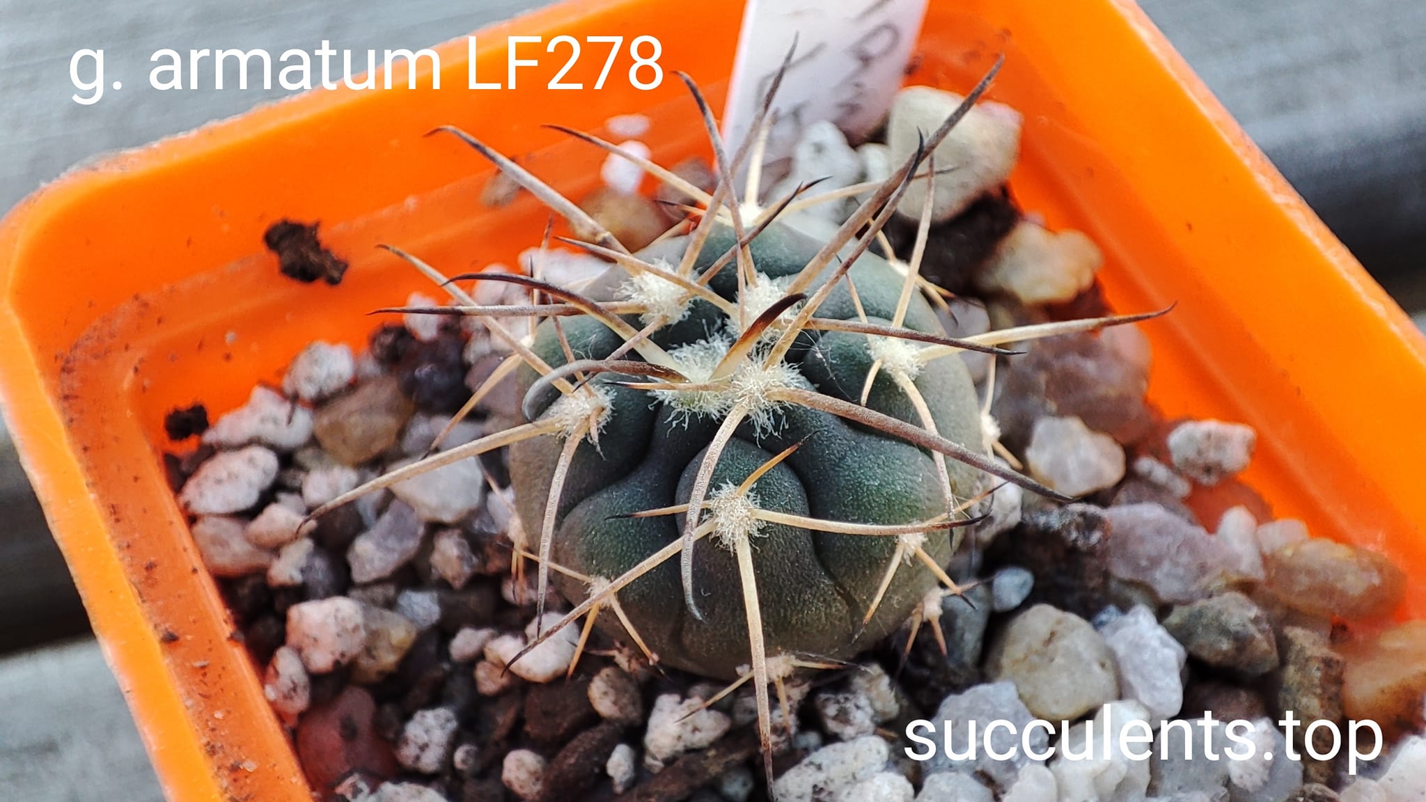 gymnocalycium armatum LF278
