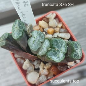 haworthia truncata S76 SH selection
