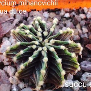 gymnocalycium mihanovichii aqua dulce LB2178