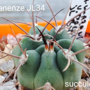 gymnocalycium mazanense JL34