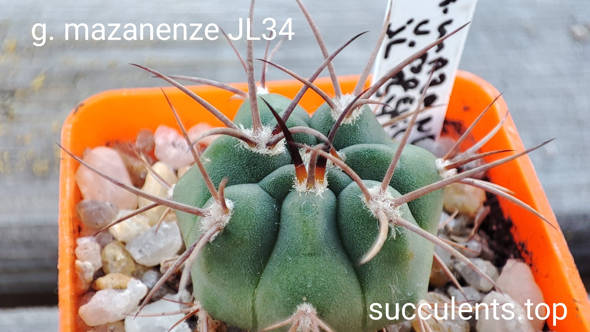 gymnocalycium mazanense JL34