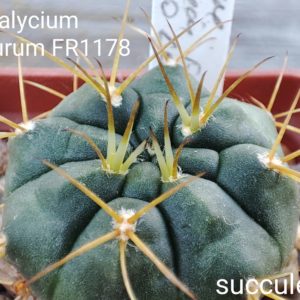 gymnocalycium eurypleurum FR1178