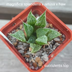 haworthia splendens x retusa x haw