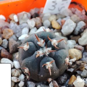 gymnocalycium spegazzinii unguispinum brevispinum