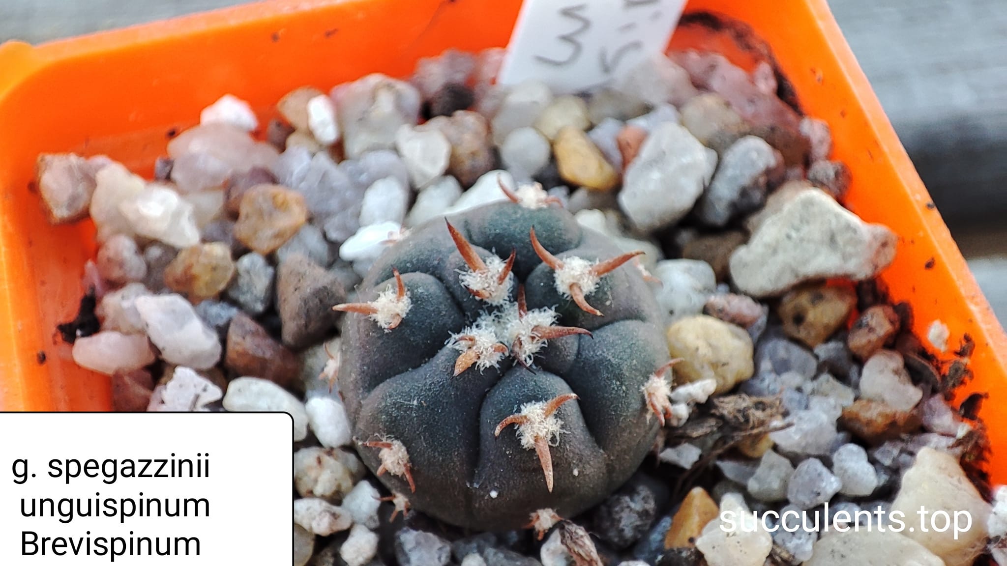 gymnocalycium spegazzinii unguispinum brevispinum