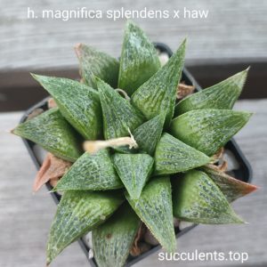 haworthia magnifica splendents x haw