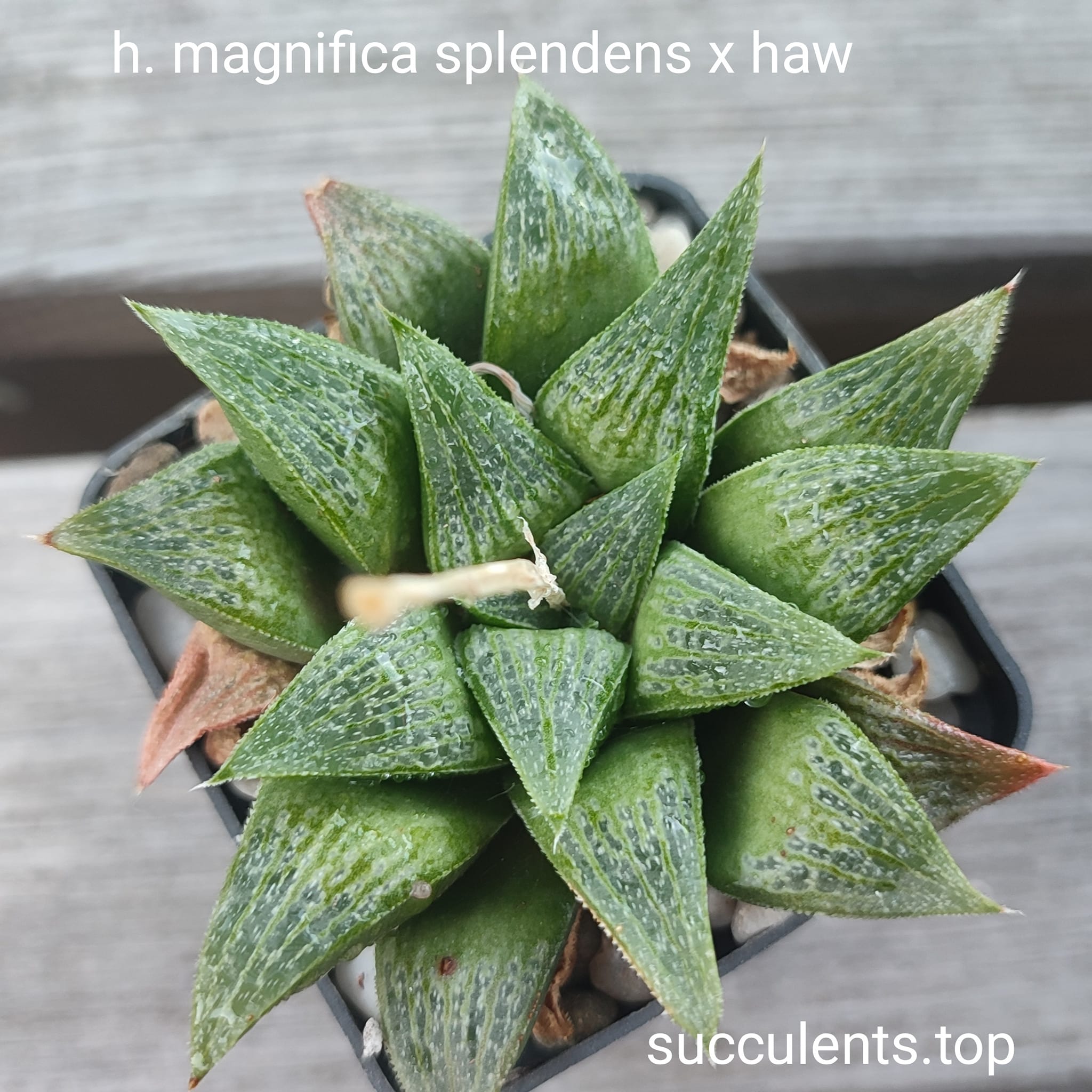 haworthia magnifica splendents x haw