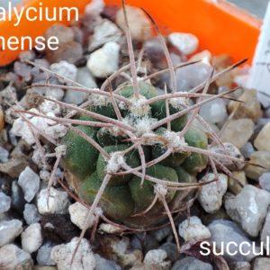 gymnocalycium guanchinense P133