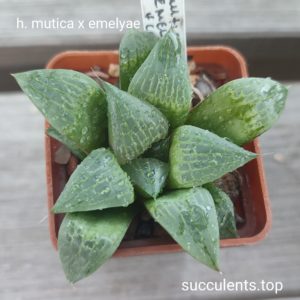 haworthia mutica x emelyae