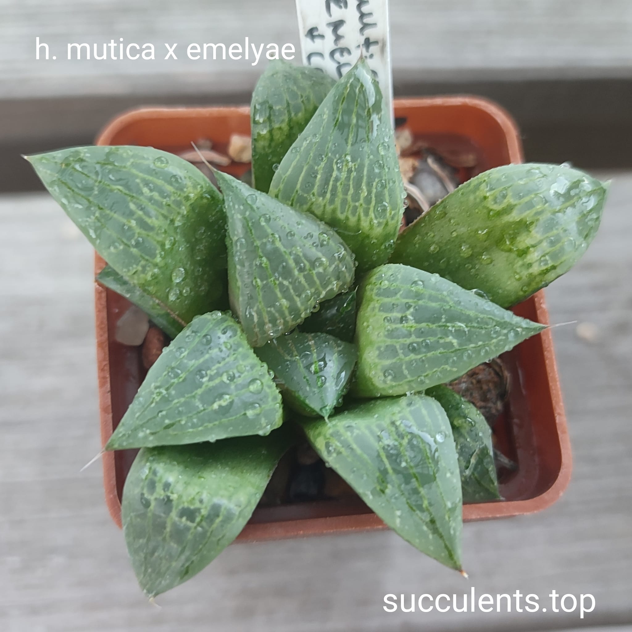 haworthia mutica x emelyae