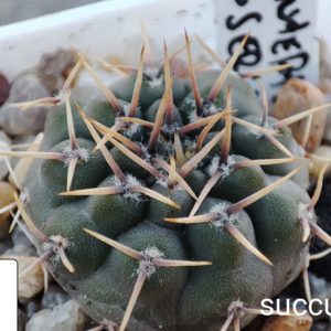 Gymnocalycium intertextum moserianum