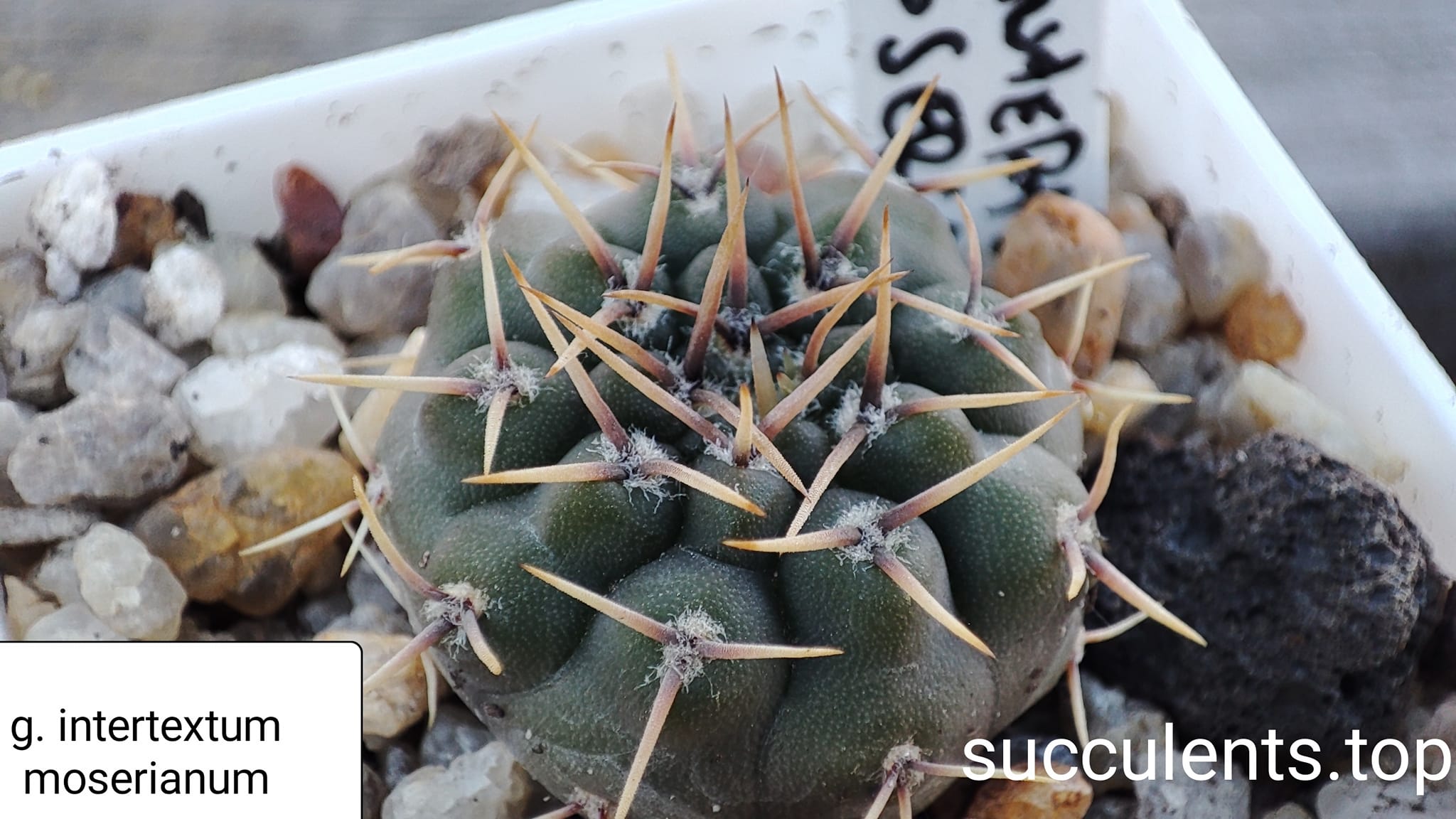 Gymnocalycium intertextum moserianum