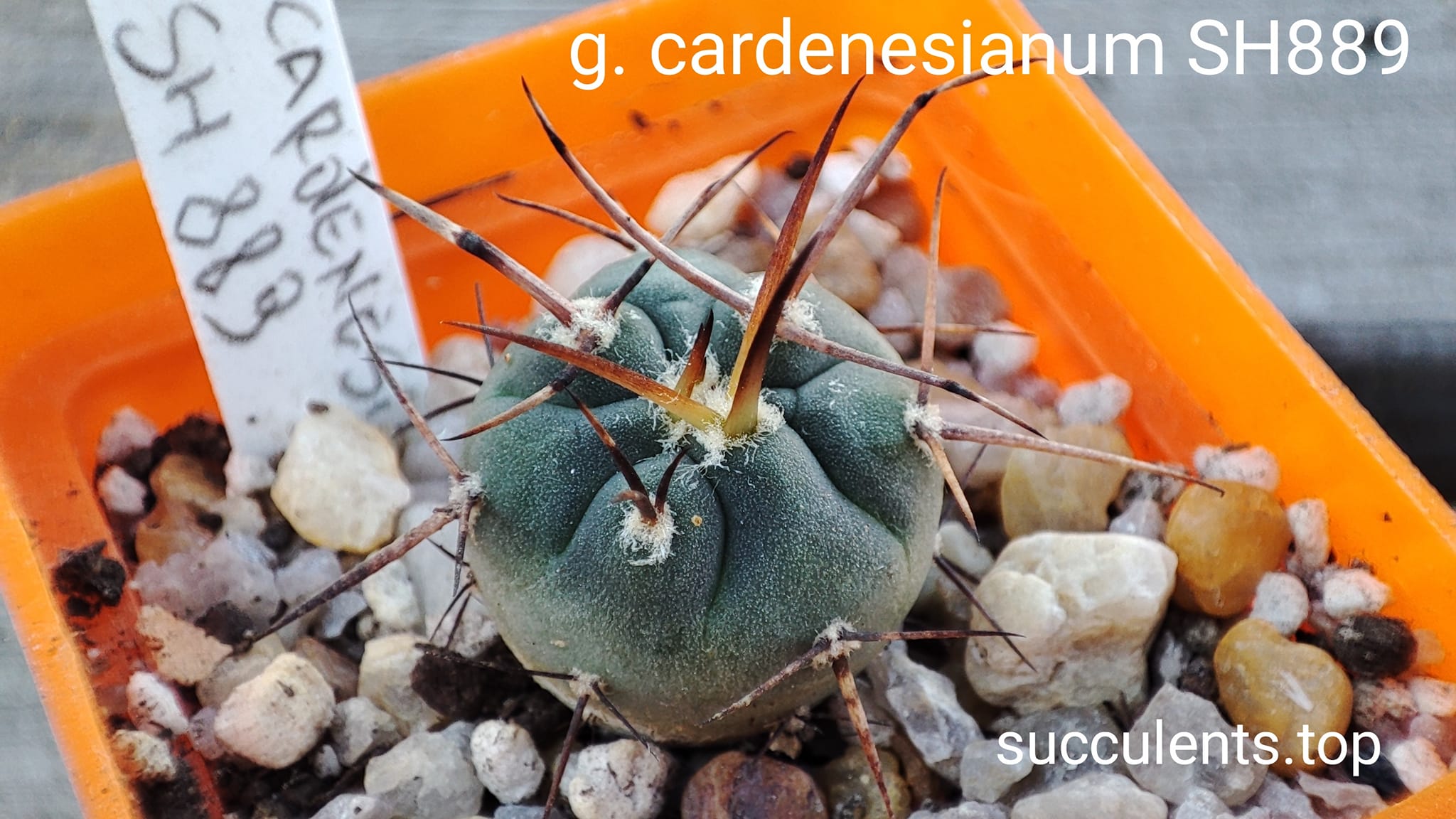 gymnocalycium cardenesianum SH889