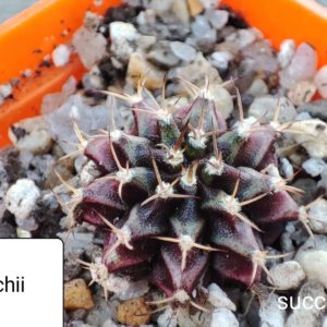 gymnocalycium michanovichii cv violet