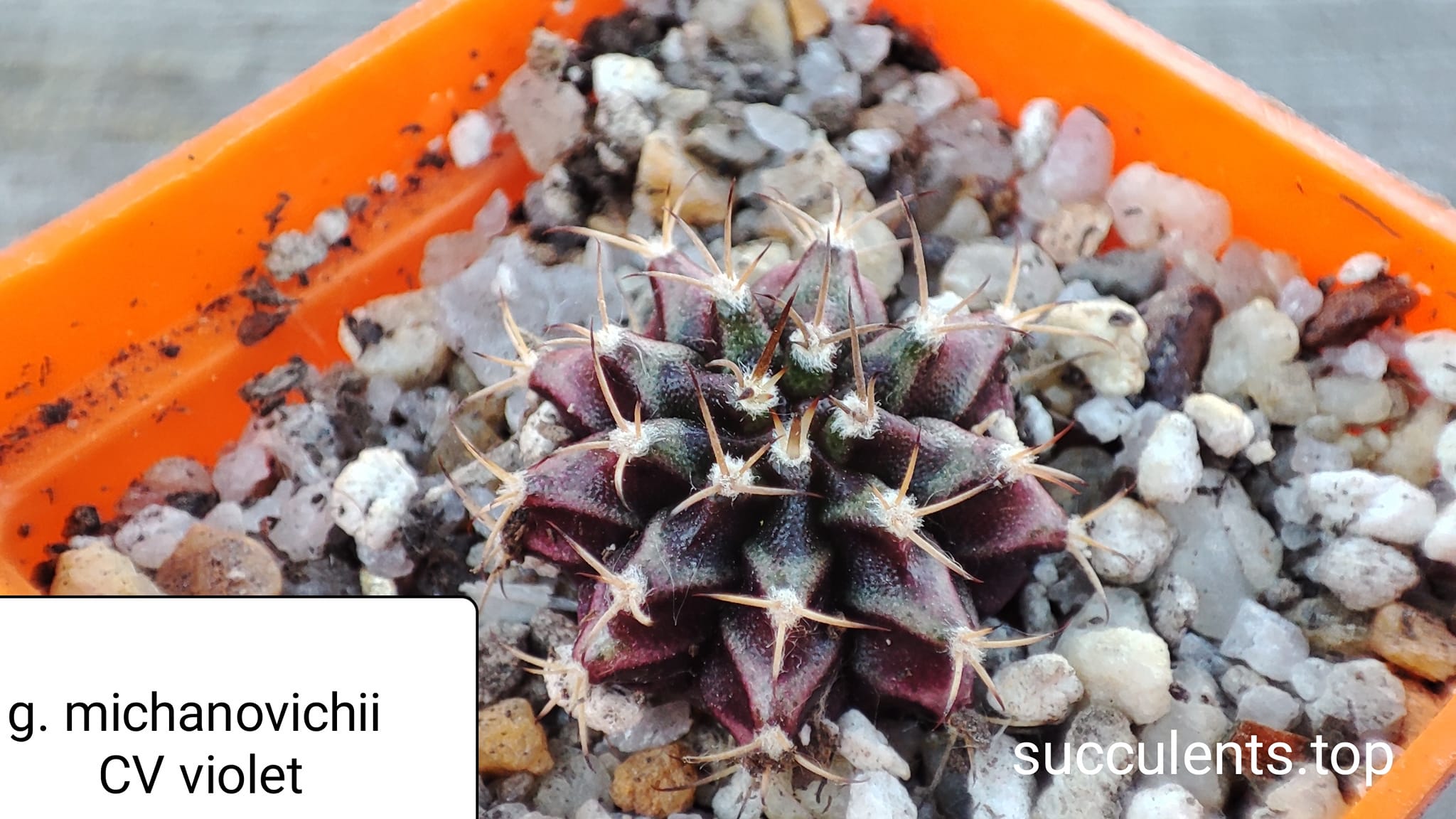 gymnocalycium michanovichii cv violet