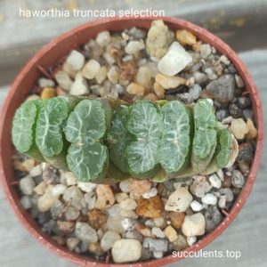haworthia truncata selection