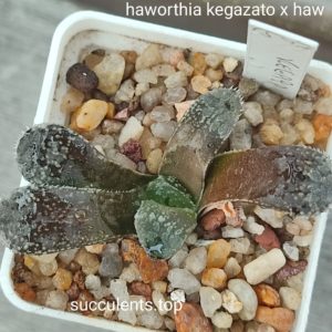 haworthia kegazato x haw