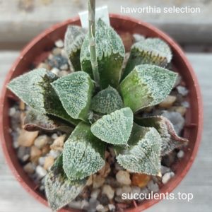 haworthia selection white