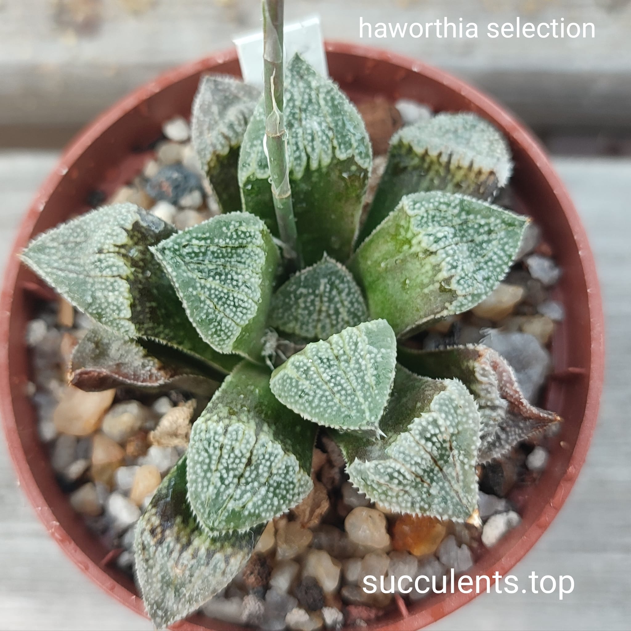 haworthia selection white