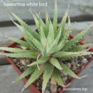 haworthia attenuate white bird