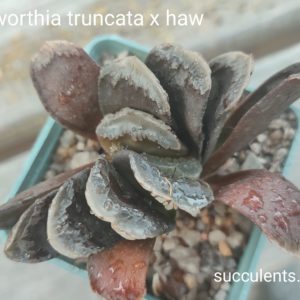 haworthia truncata x haw
