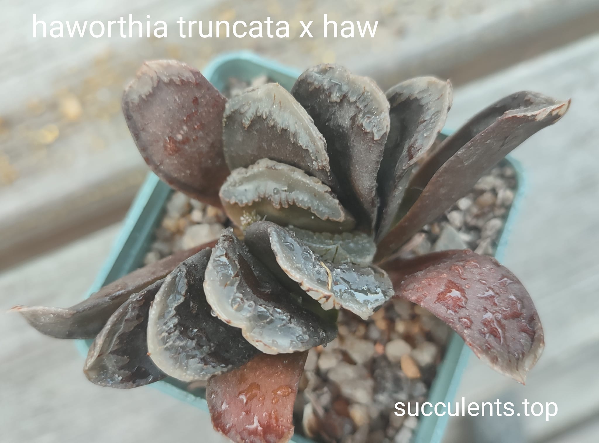 haworthia truncata x haw
