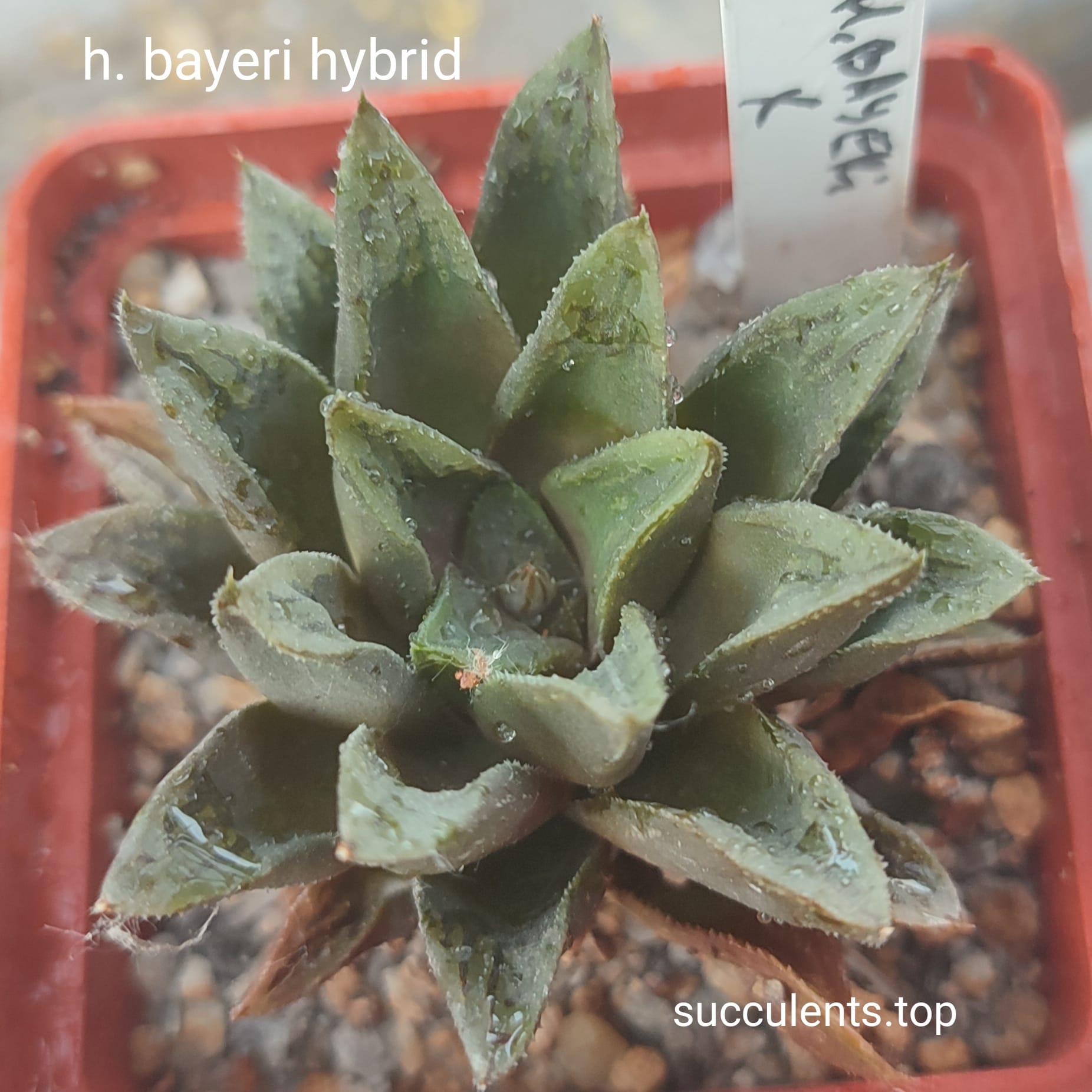 haworthia bayeri hybrid