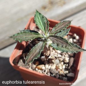 euphorbia tulearensis