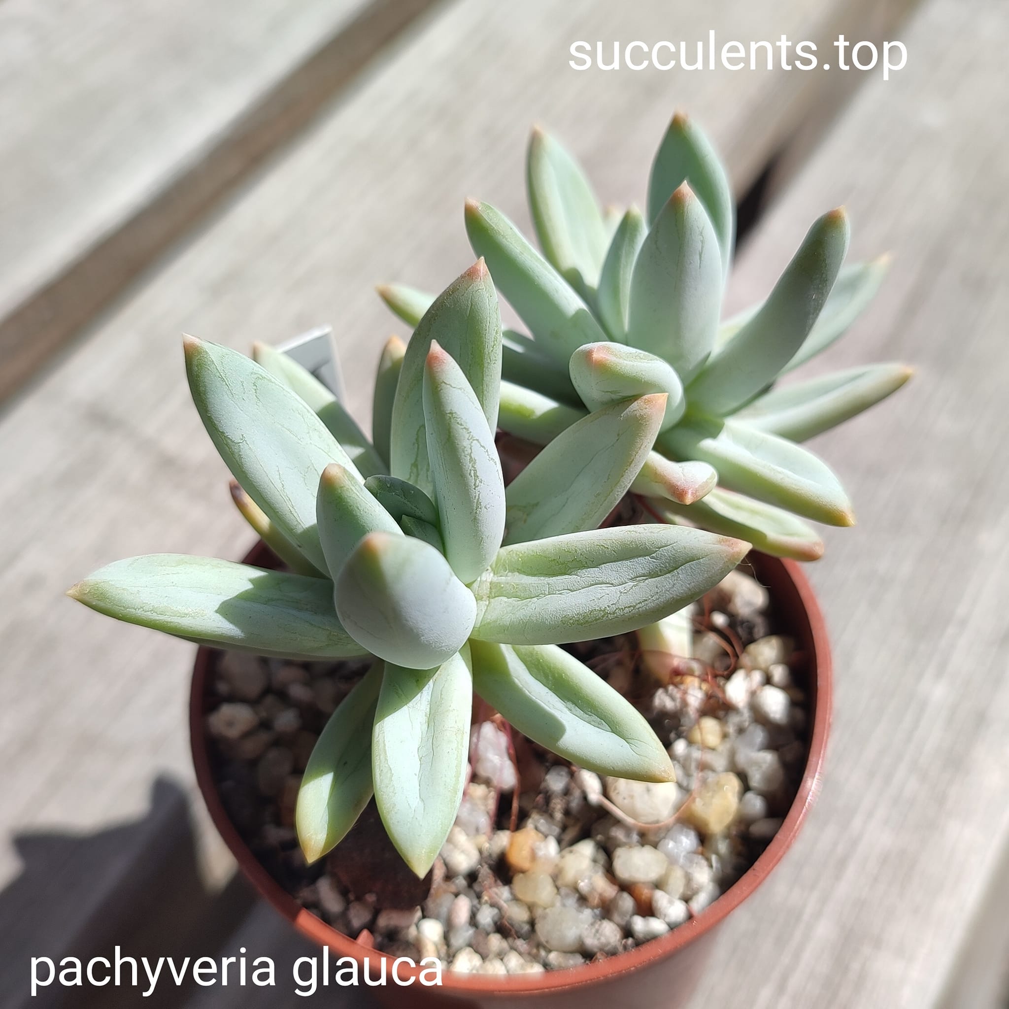 pachyveria glauca