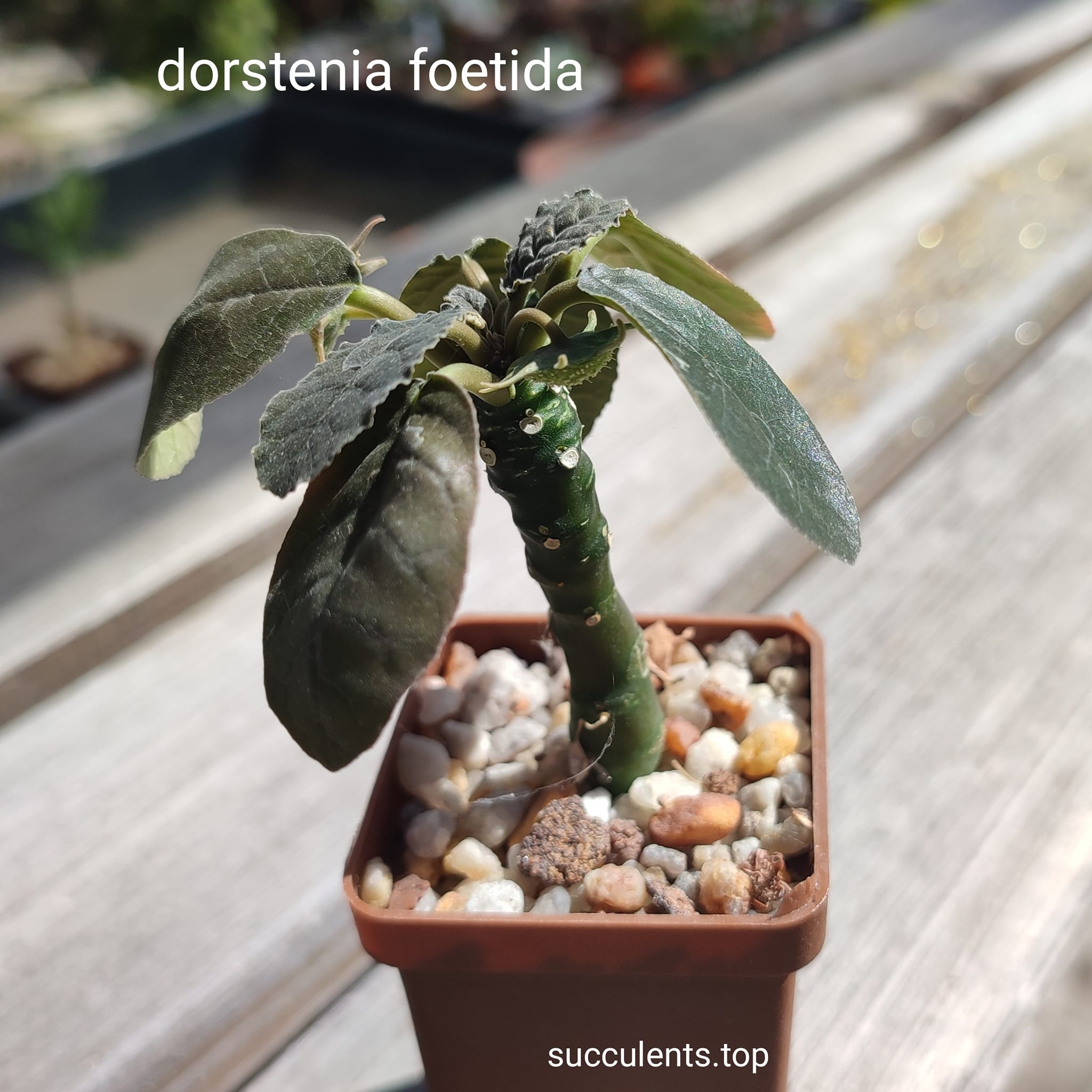 dorstenia foetida