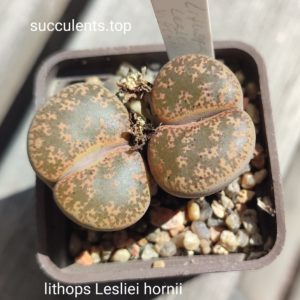 lithops lesliei hornii